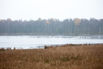 Sibirische Zwergschwäne in ihrem Winterquartier auf dem See im Naturschutzgebiet Theikenmeer im Emsland, Niedersachsen, Deutschland, im Winter