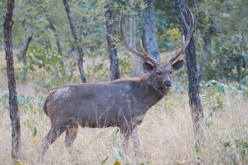 Deer in Kanda park in North India