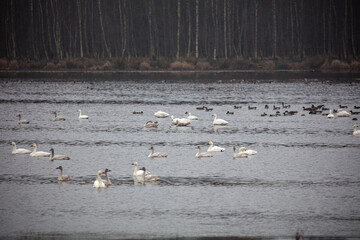 Sibirische Zwergschwäne in ihrem Winterquartier auf dem See im Naturschutzgebiet Theikenmeer im Emsland, Niedersachsen, Deutschland, im Winter