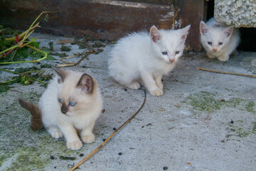 Gatitos blancos