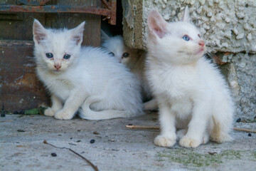 Gatitos blancos