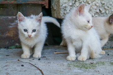 Gatitos blancos