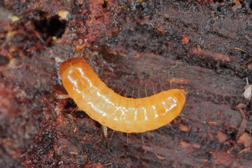 A Darkling Beetle (Tenebrionidae) larva under the bark of a dead tree.