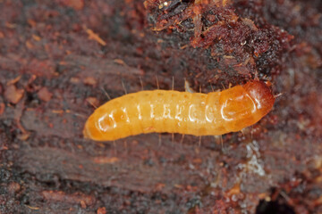 A Darkling Beetle (Tenebrionidae) larva under the bark of a dead tree.