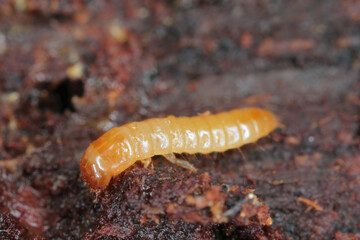 A Darkling Beetle (Tenebrionidae) larva under the bark of a dead tree.