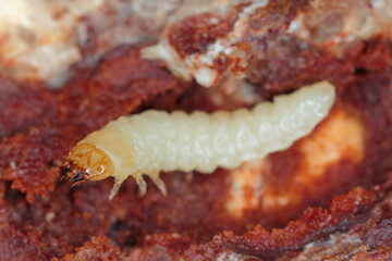 Obraz na płótnie Canvas The larva of a beetle of the goat family, Cerambycidae, Rhagium under the bark of a tree.