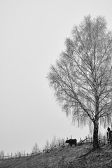 Black and white misty countryside in winter. Cow grazing grass