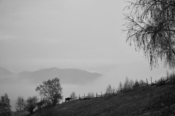 Black and white misty countryside in winter. Cow grazing grass
