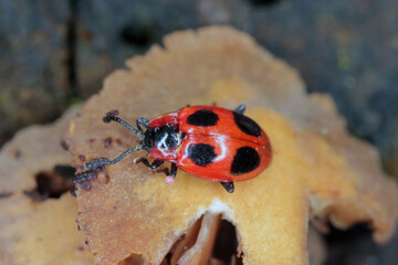 Beetle Endomychus coccineus, common name scarlet endomychus or false ladybird. Beetle on wood overgrown with mycelium.