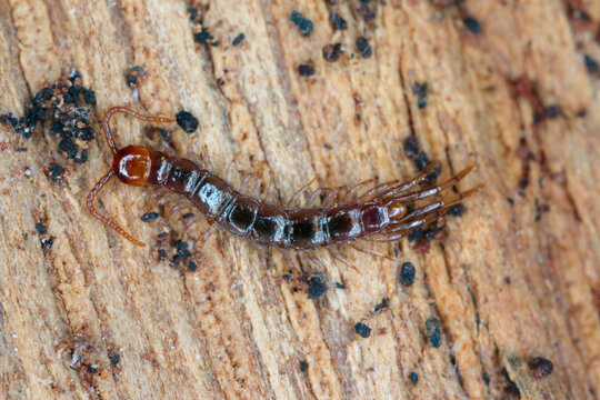 Centipede, Lithobiidae on wood, macro photo