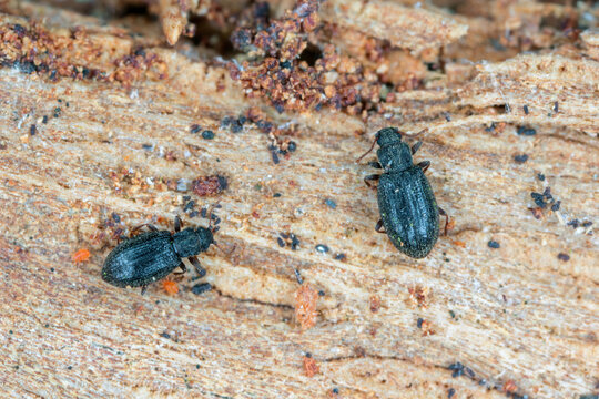 Tiny minute brown scavenger beetle Latridiidae, lathridiidae on wood. High magnification.