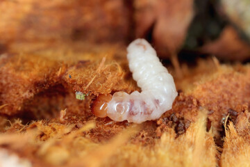 Melandryidae larva (Orchesia micans or luteipalpis) inside the fruiting body of an arboreal fungus.