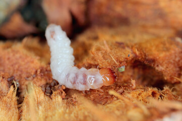 Melandryidae larva (Orchesia micans or luteipalpis) inside the fruiting body of an arboreal fungus.