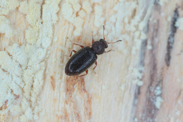 Tiny minute brown scavenger beetle Latridiidae, lathridiidae on wood. High magnification.