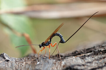 Ichneumon wasp (Dolichomitus imperator). The wasp deposits its eggs into a host larva.