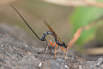 Ichneumon wasp (Dolichomitus imperator). The wasp deposits its eggs into a host larva.