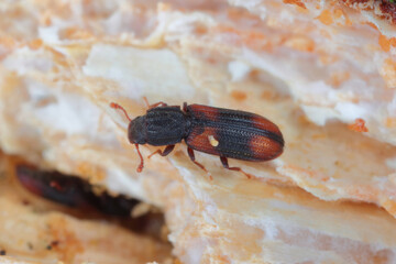 Saddle backed Bitoma, Wedge shaped Beetle (Bitoma crenata, Ditoma crenata), on deadwood.