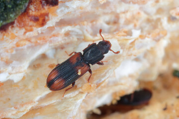 Saddle backed Bitoma, Wedge shaped Beetle (Bitoma crenata, Ditoma crenata), on deadwood.