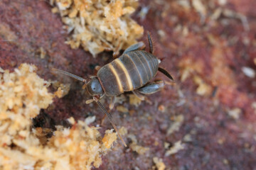 Ant loving cricket, Ant cricket, Myrmecophilous cricket, Ant's nest cricket (Myrmecophilus acervorum). An insect in an anthill under the bark of a pine tree.