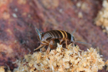 Ant loving cricket, Ant cricket, Myrmecophilous cricket, Ant's nest cricket (Myrmecophilus acervorum). An insect in an anthill under the bark of a pine tree.