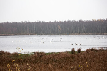 Sibirische Zwergschwäne in ihrem Winterquartier auf dem See im Naturschutzgebiet Theikenmeer im Emsland, Niedersachsen, Deutschland, im Winter