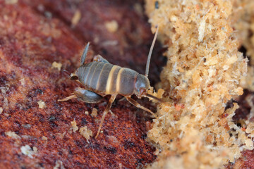 Ant loving cricket, Ant cricket, Myrmecophilous cricket, Ant's nest cricket (Myrmecophilus acervorum). An insect in an anthill under the bark of a pine tree.