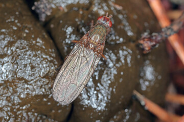 lesser dung fly (Copromyza spec), sitting on deer droppings.