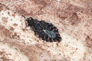 
Closeup of a small common flatbug (Aradus sp.) under the bark of a dead tree in the forest.