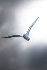 Flying sea gull in a grey sky at the North Sea in the Netherlands, Europe