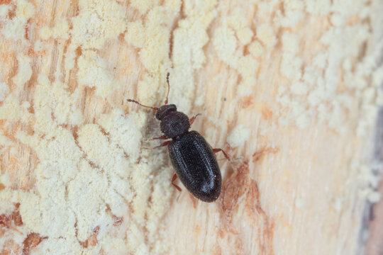 Tiny minute brown scavenger beetle Latridiidae, lathridiidae on wood. High magnification.