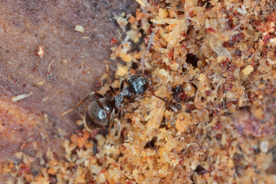 Jet Ant Shining, Jet Black Ant (Lasius fuliginosus), worker