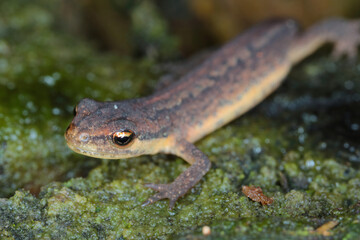 Lissotriton vulgaris, known as the smooth newt or the common newt. An individual looking for a place to overwinter in the forest litter.