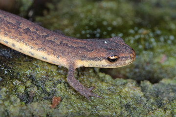 Lissotriton vulgaris, known as the smooth newt or the common newt. An individual looking for a place to overwinter in the forest litter.