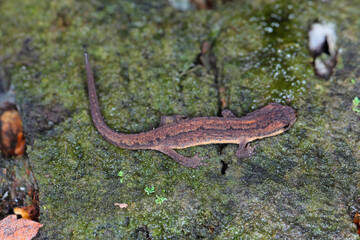 Lissotriton vulgaris, known as the smooth newt or the common newt. An individual looking for a place to overwinter in the forest litter.