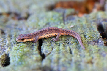 Lissotriton vulgaris, known as the smooth newt or the common newt. An individual looking for a...