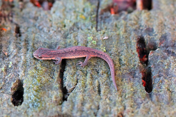 Lissotriton vulgaris, known as the smooth newt or the common newt. An individual looking for a place to overwinter in the forest litter.
