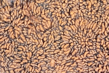 Fungus, mushroom, the fruiting body of a fungus on wood.