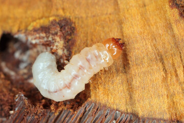 Melandryidae larva (Orchesia micans or luteipalpis) inside the fruiting body of an arboreal fungus.