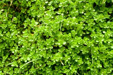 green small plants like gras for a background