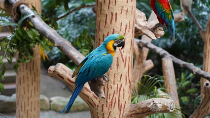 Blue and Gold Macaw|Ara ararauna|Psittacidae|Scarlet Macaw|金刚鹦鹉|𪄳鷎|藍黃金剛鸚鵡