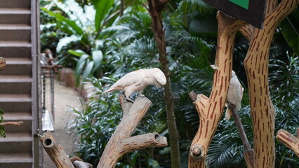 Little Corella (Cacatua sanguinea): The Little Corella is a species of white cockatoo native to...