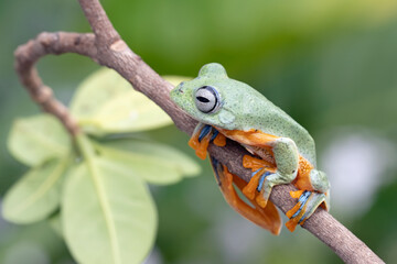 Tree frog on branch, Gliding frog (Rhacophorus reinwardtii) sitting on branch, Javan tree frog on green leaf, Indonesian tree frog