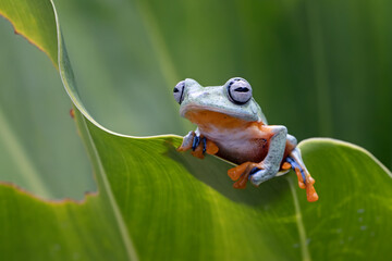 Tree frog on branch, Gliding frog (Rhacophorus reinwardtii) sitting on branch, Javan tree frog on green leaf, Indonesian tree frog