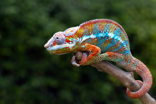 Chameleon panther on wood, chameleon panther closeup with natural background