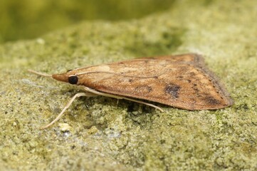 Closeup on the rusty dot pearl moth, Udea ferrugalis sitting on a stone