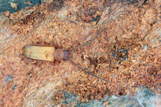 Closeup on silvanid flat bark beetle, Uleiota planata, hiding under a fallen log in the forest.