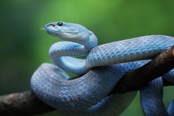 Blue viper snake closeup on branch with natural background, Head of viper snake
