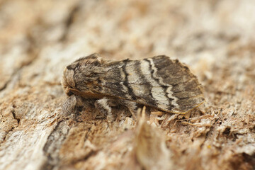 Closeup on white striped Drymonia ruficornis, the lunar marbled brown moth, sitting on wood