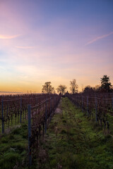 Obraz premium weinberg zum sonneaufgang