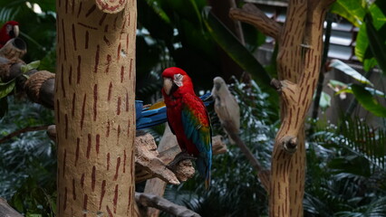 Cuban Macaw|Ara tricolor|古巴紅鸚鵡|紅金剛鸚鵡|三色金剛鸚鵡